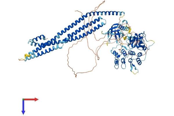 ASAP3 Protein (AA 1-904) (His tag)