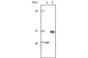 Western Blotting (WB) image for anti-Steroid Receptor RNA Activator 1 (SRA1) (truncated) antibody (ABIN2464108)