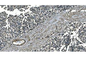 IHC analysis of GNG7 using anti-GNG7 antibody (ABIN7600508). (GNG7 Antikörper  (AA 2-57))