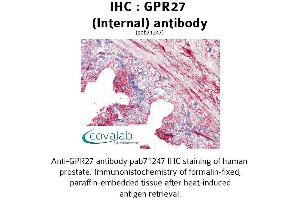 Image no. 1 for anti-G Protein-Coupled Receptor 27 (GPR27) (Internal Region) antibody (ABIN1735041) (GPR27 Antikörper  (Internal Region))