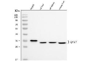 Western blot analysis of QPRT using anti-QPRT antibody (ABIN7600821).