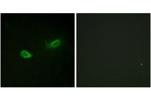Immunofluorescence analysis of NIH-3T3 cells, using ATP1 alpha1/Na+K+ ATPase1 (Phospho-Ser23) Antibody. (ATP1A1 Antikörper  (pSer23))