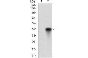 Western Blotting (WB) image for anti-Fucosyltransferase 4 (Alpha (1,3) Fucosyltransferase, Myeloid-Specific) (FUT4) (AA 199-302) antibody (ABIN1724873)