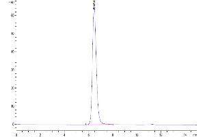 The purity of Human/Cynomolgus/Rhesus macaque CD28 was greater than 95 % as determined by SEC-HPLC.