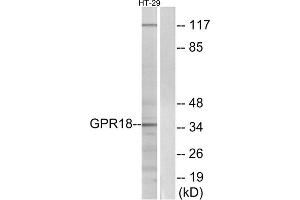 Western blot analysis of extracts from HT-29 cells, using GPR18 antibody. (GPR18 Antikörper  (Internal Region))