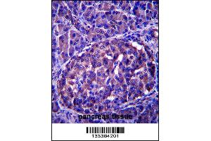 LRRN4 Antibody immunohistochemistry analysis in formalin fixed and paraffin embedded human pancreas tissue followed by peroxidase conjugation of the secondary antibody and DAB staining.