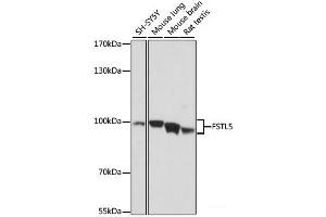 Western blot analysis of extracts of various cell lines using FSTL5 Polyclonal Antibody at dilution of 1:1000. (FSTL5 Antikörper)