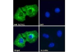 Immunofluorescence (IF) image for anti-Solute Carrier Family 7, (Cationic Amino Acid Transporter, Y+ System) Member 11 (SLC7A11) (Internal Region) antibody (ABIN190899)
