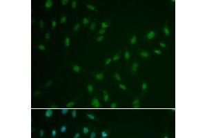 Immunofluorescence analysis of A549 cells using HSF2 Polyclonal Antibody (HSF2 Antikörper)