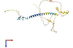 WBP1 Protein (AA 1-269) (His tag)