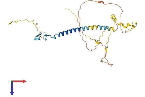WBP1 Protein (AA 1-269) (His tag)