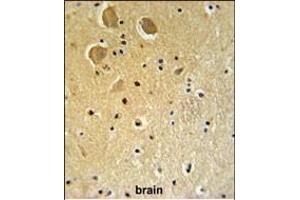 FA1 Antibody (Center) (ABIN651364 and ABIN2840202) IHC analysis in formalin fixed and paraffin embedded human brain tissue followed by peroxidase conjugation of the secondary antibody and DAB staining.