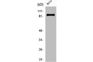 Western Blot analysis of HeLa cells using CUL-1 Polyclonal Antibody (Cullin 1 Antikörper  (C-Term))