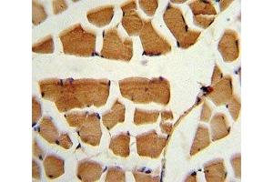 IHC analysis of FFPE human skeletal muscle stained with BMI1 antibody (BMI1 Antikörper  (AA 257-286))