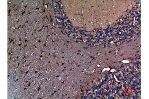 Immunohistochemistry (IHC) analysis of paraffin-embedded Rat Brain, antibody was diluted at 1:100.