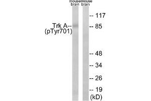 Western blot analysis of extracts from mouse brain cells, using Trk A (Phospho-Tyr701) antibody. (TRKA Antikörper  (pTyr701))