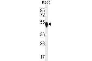 TUBA1C Antibody (C-term) western blot analysis in K562 cell line lysates (35 µg/lane). (TUBA1C Antikörper  (C-Term))