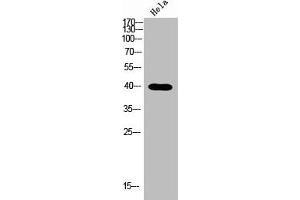 Western blot analysis of Hela lysis using NODAL antibody. (Nodal Antikörper  (C-Term))