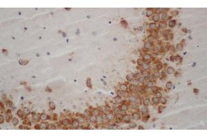 Immunohistochemistry of paraffin-embedded Mouse brain using WNT1 Polyclonal Antibody at dilution of 1:50 (WNT1 Antikörper)