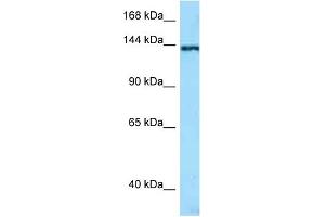 WB Suggested Anti-TNN AntibodyTitration: 1. (Tenascin N Antikörper  (N-Term))