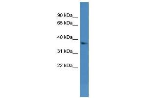Dhrs7 antibody used at 0.