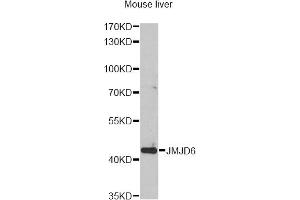 Western blot analysis of extracts of mouse liver, using JMJD6 antibody (ABIN5973452) at 1/1000 dilution. (JMJD6 Antikörper)