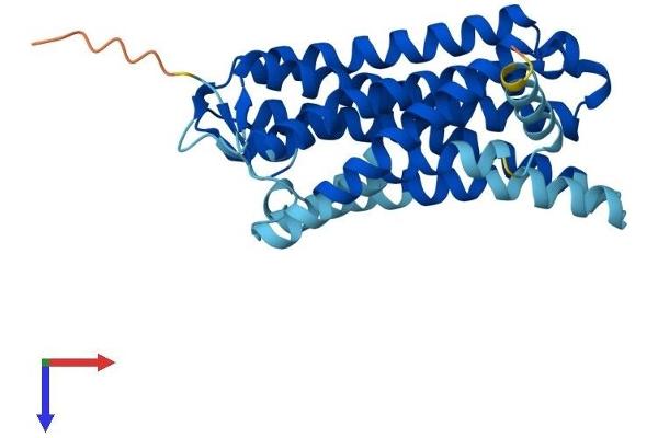 OR1A2 Protein (AA 1-309) (His tag)
