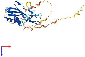 RTP4 Protein (AA 1-249) (His tag)
