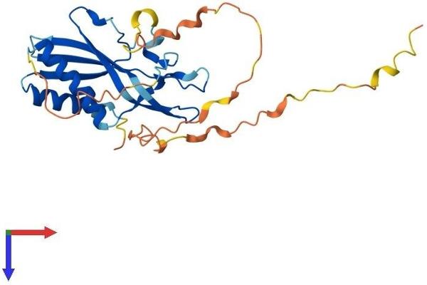 RTP4 Protein (AA 1-249) (His tag)