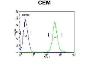 AT8B2 Antibody (N-term) flow cytometric analysis of CEM cells (right histogram) compared to a negative control cell (left histogram).
