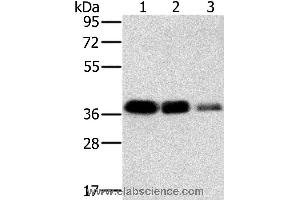 Western blot analysis of A549, HT-29 and A172 cell, using MTFR1 Polyclonal Antibody at dilution of 1:500 (MTFR1 Antikörper)