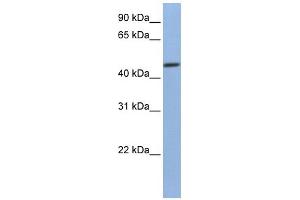 WB Suggested Anti-FKBP4 Antibody Titration:  0.