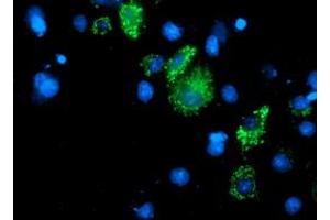 Immunofluorescence (IF) image for anti-Dihydrolipoamide Dehydrogenase (DLD) antibody (ABIN1497848) (DLD Antikörper)
