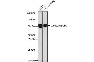 Western blot analysis of extracts of various cell lines, using Lumican (LUM) (LUM) Rabbit mAb (ABIN7268309) at 1:1000 dilution. (LUM Antikörper)