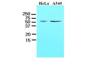 Cell lysates of HeLa and A549 (40 ug) were resolved by SDS-PAGE, transferred to nitrocellulose membrane and probed with anti-human kLF4 (1:1000). (KLF4 Antikörper  (AA 1-170))