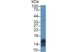 Western Blot; Sample: Human A431 cell lysate; ;Primary Ab: 1µg/ml Rabbit Anti-Human CALML5 Antibody;Second Ab: 0.