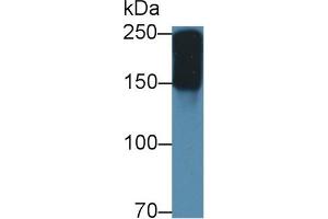 Western Blot; Sample: Mouse Serum; Primary Ab: 2µg/ml Rabbit Anti-Mouse a2M Antibody Second Ab: 0. (alpha 2 Macroglobulin Antikörper  (AA 623-752))