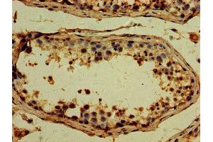 IHC image of ABIN7173715 diluted at 1:500 and staining in paraffin-embedded human testis tissue performed on a Leica BondTM system. (TTLL6 Antikörper  (AA 121-310))