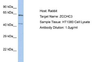 Host: Rabbit Target Name: ZCCHC3 Sample Tissue: Human HT1080 Whole Cell  Antibody Dilution: 1ug/ml (ZCCHC3 Antikörper  (N-Term))