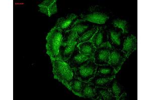 Immunocytochemistry/Immunofluorescence analysis using Mouse Anti-HO-1 Monoclonal Antibody, Clone 1F12-A6 . (HMOX1 Antikörper  (AA 1-30) (Atto 594))