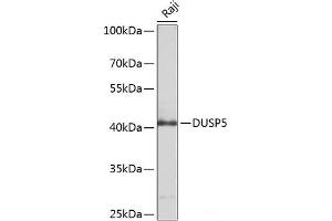 Western blot analysis of extracts of Raji cells using DUSP5 Polyclonal Antibody at dilution of 1:1000. (DUSP5 Antikörper)