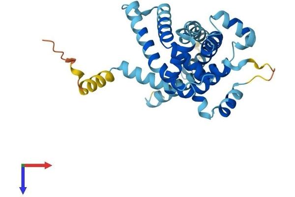 SLC25A38 Protein (AA 1-304) (His tag)