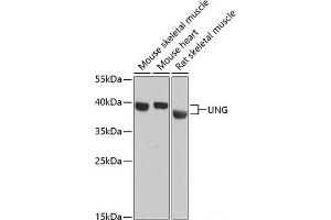 Western blot analysis of extracts of various cell lines using UNG Polyclonal Antibody at dilution of 1:3000. (UNG Antikörper)