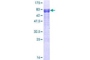 Image no. 1 for V-Ets erythroblastosis Virus E26 Oncogene Homolog 1 (Avian) (ETS1) (AA 1-441) protein (GST tag) (ABIN1353167)