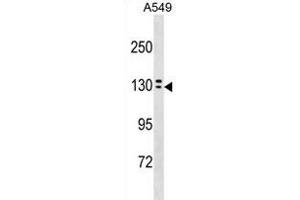 OVCH1 Antibody (N-term) (ABIN1881612 and ABIN2838617) western blot analysis in A549 cell line lysates (35 μg/lane). (OVCH1 Antikörper  (N-Term))