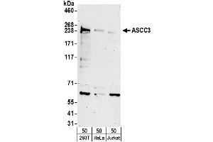 anti-Activating Signal Cointegrator 1 Complex Subunit 3 (ASCC3) (AA 2152-2202) antibody