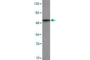 Western blot analysis of KDM1B monoclonal antibody  at 1 : 2000 dilution interacts with recombinant KDM1B protein with a GST tag.