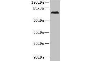 Western blot All lanes: CEP76 antibody at 0. (Cep76 Antikörper  (AA 241-550))