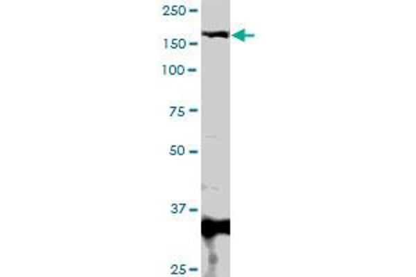 MBD5 antibody  (AA 1-229)