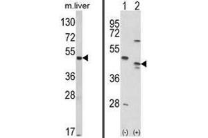 (LEFT) Western blot analysis of RAGE Antibody (Center) in mouse liver tissue lysates (35ug/lane). (RAGE Antikörper  (Middle Region))
